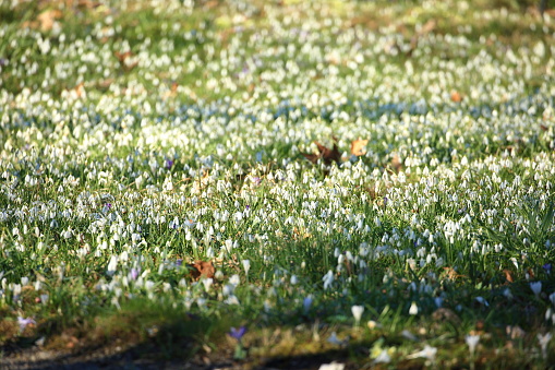 Snowdrops flowers on the meadow
