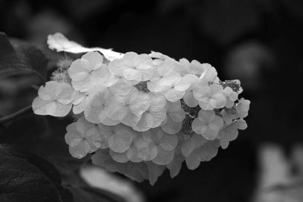 istock Flowering Hydrangea in the garden 1385087746