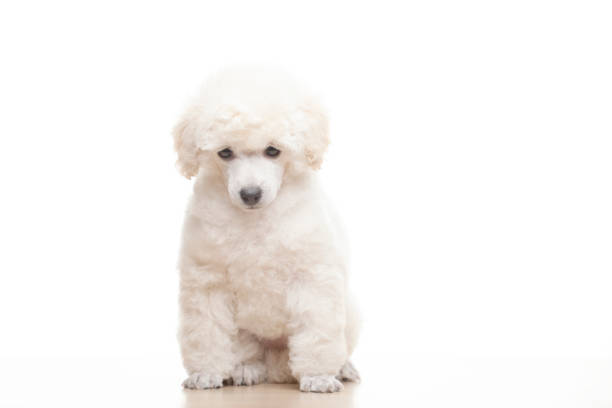 image of dog white background