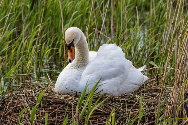 istock A swan on a nest incubating her eggs in springtime 1385088115