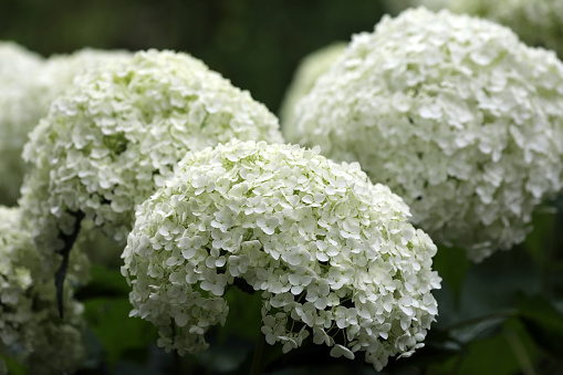 Flowering Hydrangea  in the spring at easter