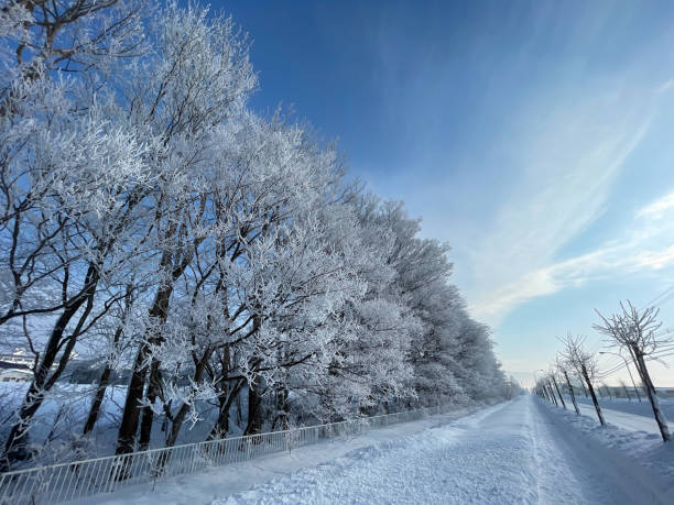 istock Trees of ice trees 1385088668