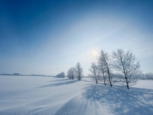 istock Trees of ice trees 1385088707
