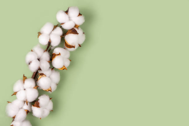 Branch of cotton flowers on green background flat lay, copy space Branch with white cotton flowers on green background. Natural organic fiber, agriculture, cotton flower, raw materials for making fabric. Top view, flat lay mockup with copy space for text cotton cotton ball fiber white stock pictures, royalty-free photos & images