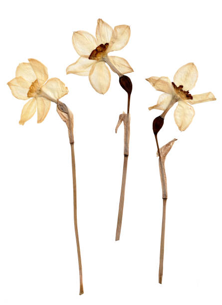 istock Pressed daffodils. Dried narcisus flowers. Spring flowers on white background 1385089533