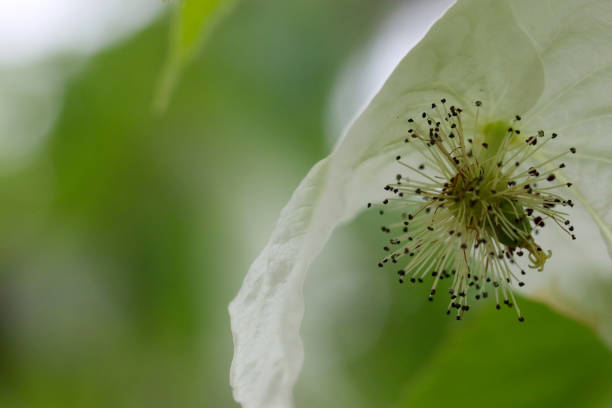 Dove-tree \