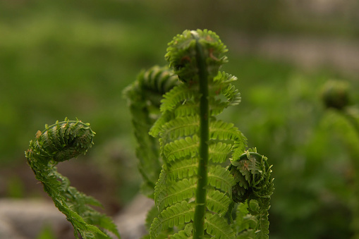 Young green shoots of ferns are revealed with a new growth. Curls at the tip of the leaves on a blurred background.