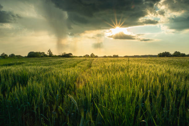 istock The sun is coming out from behind a cloud above the grain field 1385091293