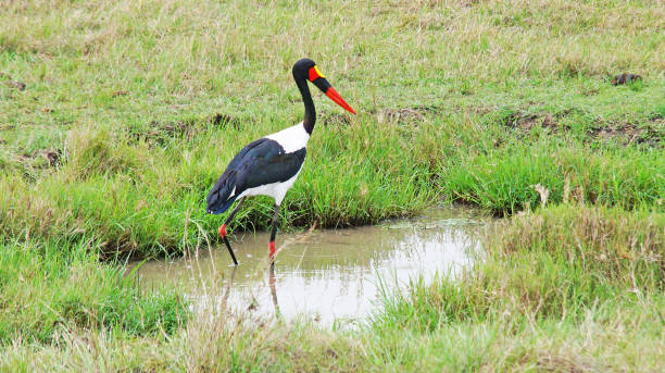 istock Stork in the water. 1385092388