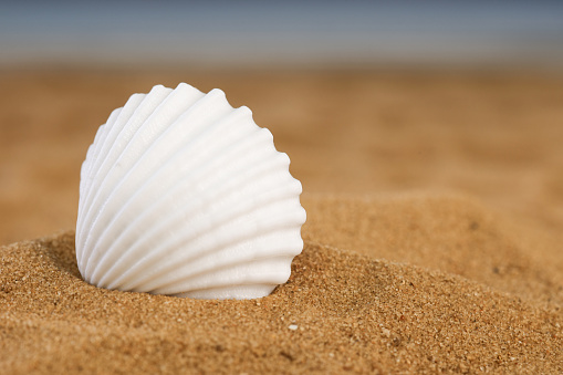 A scallop shell lies on the grains of sand on a Cape Cod beach after the tide recedes.