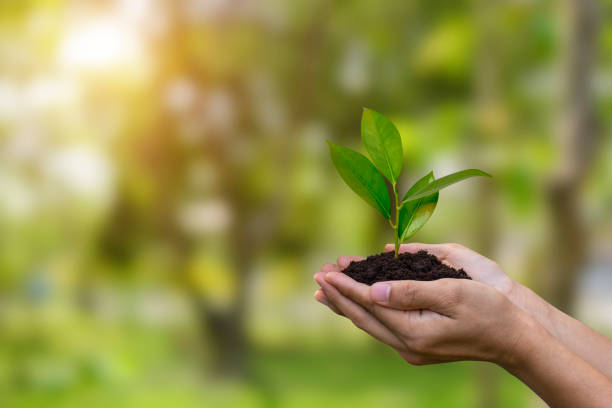 giornata mondiale dell'ambiente e concetto di giornata della terra. mani umane che tengono piccoli alberi e si preparano per la semina per salvare il mondo su forrest sfocati, bokeh verde e sfondo solare. - planting tree human hand women foto e immagini stock