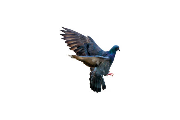 istock Pigeons flying on white background. 1385093927
