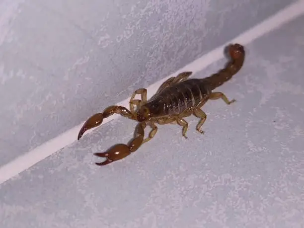 Photo of Brown scorpion inside a bathroom of a house, this species the sting is very painful, it needs an antidote, but it is not deadly.