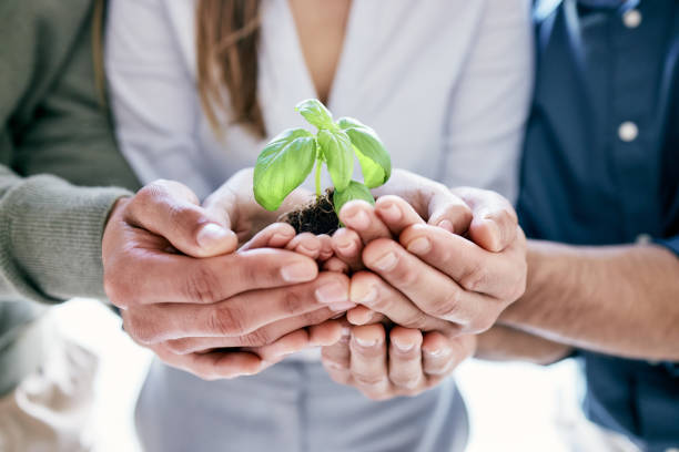 ujęcie grupy nierozpoznawalnych biznesmenów wygrzebujących pączkującą roślinę, stojąc w swoim biurze - living green zdjęcia i obrazy z banku zdjęć