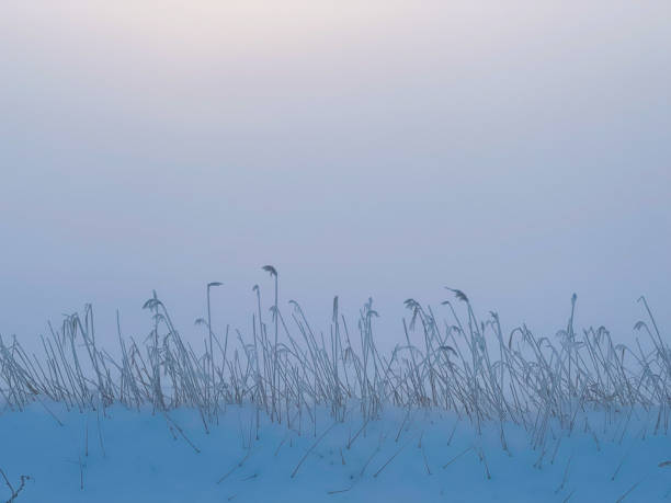 istock Morning mist and frosted grass 1385099222