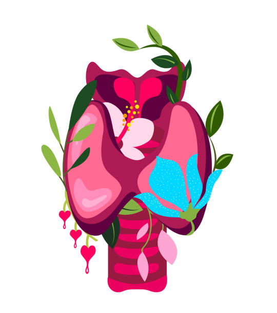 Beautiful Flowered Thyroid Gland,Endocrinology System,Flowers.Floral Internal Organ.Pineal Organ. Endocrine Anatomical Bright Healthy Thyroid,Flowers, Herbal Nature. Bloomy System. Vector illustration Beautiful Flowered Thyroid Gland,Endocrinology System,Flowers.Floral Internal Organ.Pineal Organ. Endocrine Anatomical Bright Healthy Thyroid,Flowers, Herbal Nature. Bloomy System. Vector illustration thyroid gland stock illustrations