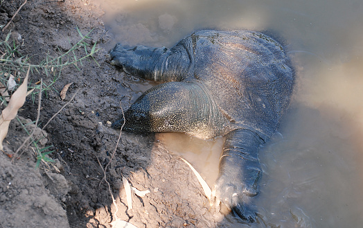 Nile softshell turtle in Nahal Alexander in Israel, Trionyx triunguis in the water, habitant of rivers