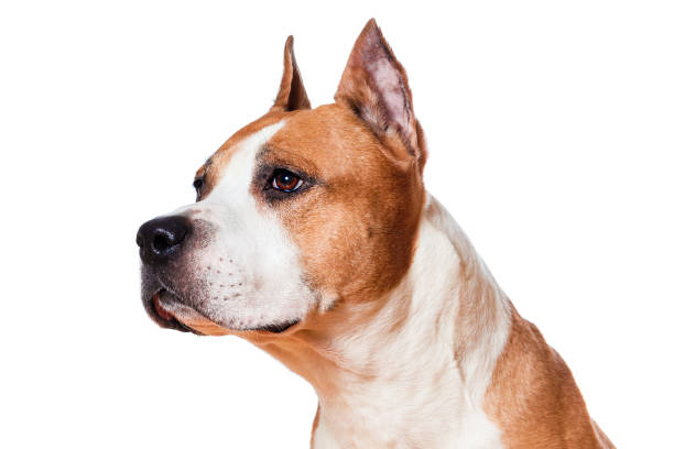 dog breed american staffordshire terrier brown color closeup isolated on white background - dog head shot imagens e fotografias de stock