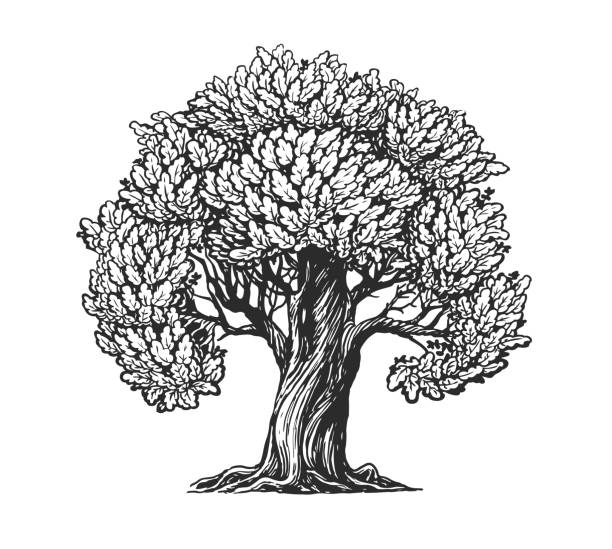 illustrazioni stock, clip art, cartoni animati e icone di tendenza di quercia con schizzo di foglie. illustrazione vettoriale vintage del concetto della natura - acorn oak oak tree leaf