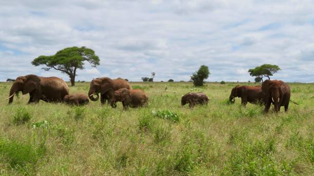 istock group of elephants in the plains 1385102336