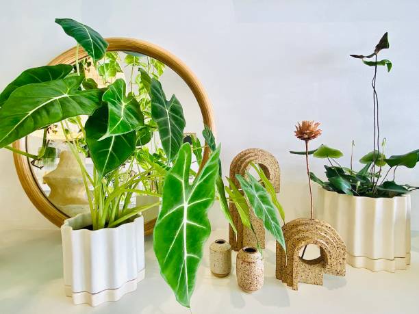istock Interior Shelf of Plants and Ceramics 1385102397