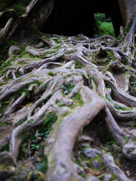 木々の枝と根の美しい自然の絡み合ったねじれた - driftwood twisted wood vertical ストックフォトと画像