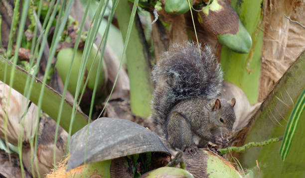 istock Close up of a squirrel on palm tree 1385104760