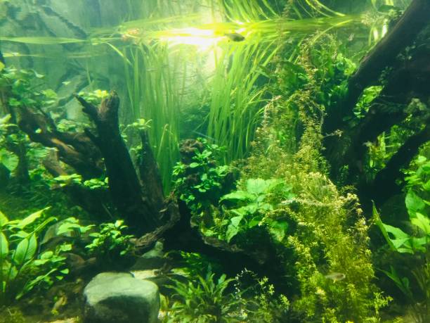istock 40 shades of aquariumgreen 1385104784