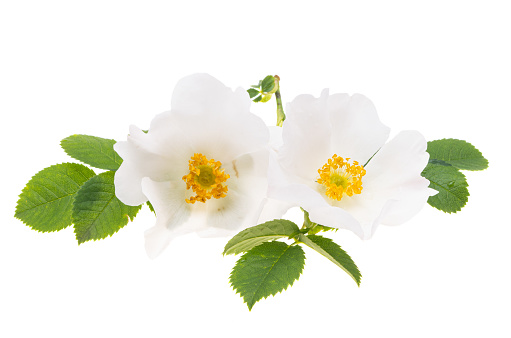 white wild rose isolated on white background