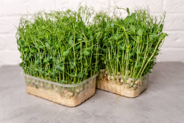 istock Fresh micro greens peas sprouts. Eating right, restaurant cuisine. 1385105237