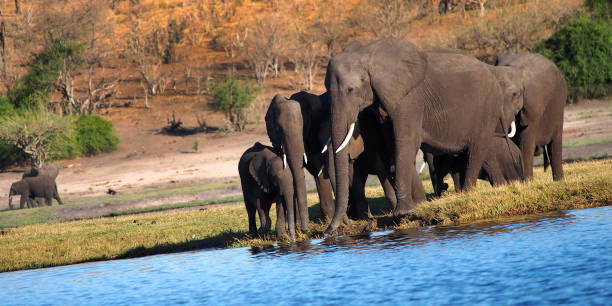 istock Elephant, Chobe National Park, Botswana 1385107815