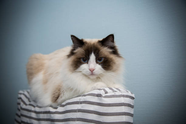 istock Young beautiful purebred Ragdoll cat at home 1385108268