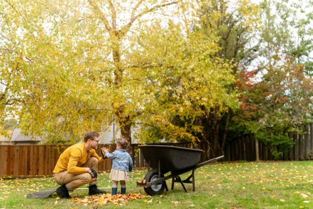 Toddler girl helping her dad pick up leaves in the backyard stock photo