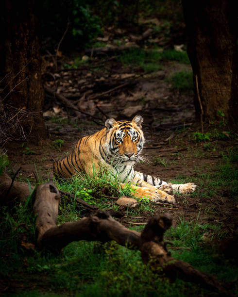 primo piano o ritratto della tigre maschio del bengala selvaggio nel safari nella giungla della fauna selvatica all'aperto nella foresta del parco nazionale di sariska o nella riserva delle tigri alwar rajasthan india - panthera tigris tigri - tropical rain forest foto e immagini stock