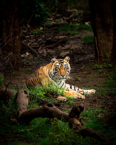 wild bengal male tiger closeup or portrait in outdoor wildlife jungle safari at sariska national park forest or tiger reserve alwar rajasthan india - panthera tigris tigris