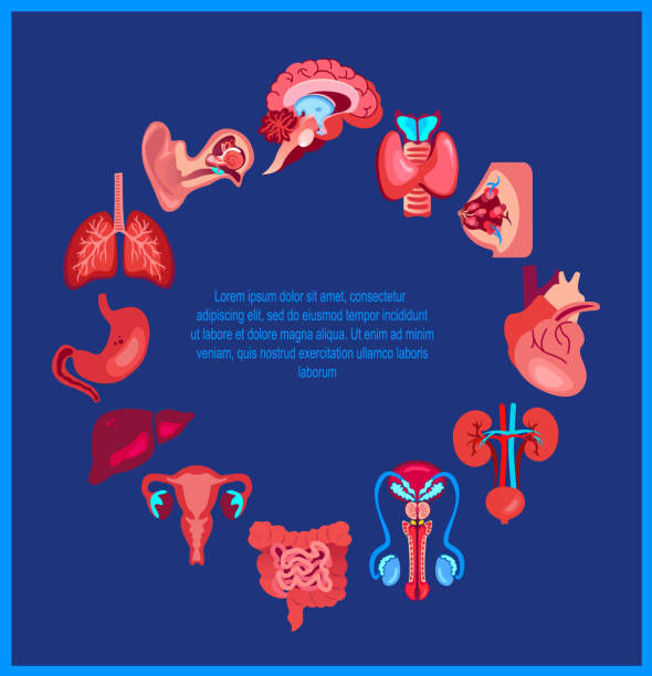 Gastroenterology Xray Illustrations, Royalty-Free Vector Graphics ...