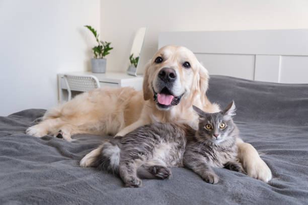 un gatto e un cane giacciono insieme sul letto. animali domestici che dormono su un accogliente plaid grigio. la cura degli animali. amore e amicizia di un gattino e un cucciolo. - he dog foto e immagini stock