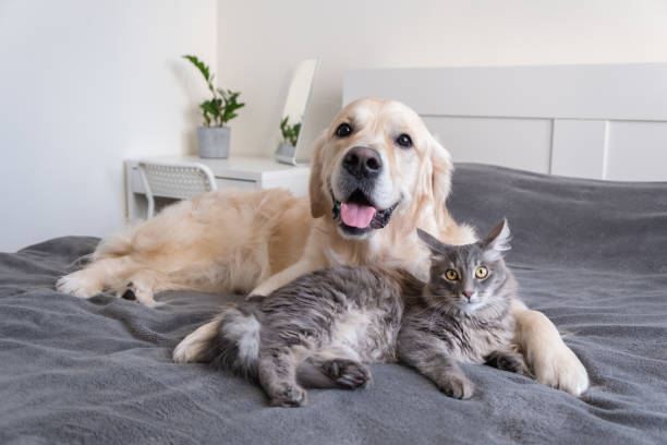 고양이와 개가 침대에 함께 누워 있습니다. 아늑한 회색 격자 무늬에 자고 있는 애완동물. 동물의 보살핌. 새끼 고양이와 강아지의 사랑과 우정. - 고양이 뉴스 사진 이미지