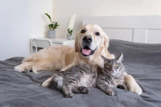 A cat and a dog lie together on the bed. Pets sleeping on a cozy gray plaid. The care of animals. Love and friendship of a kitten and a puppy.