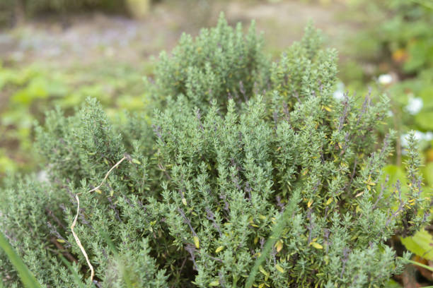 istock Green thyme bush in the garden 1385113970