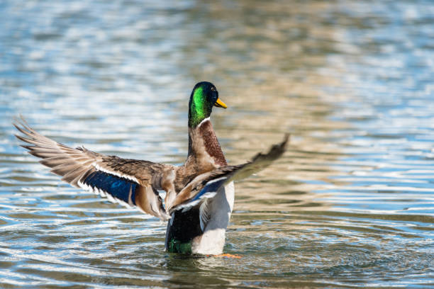 istock Mallard Duck Stretching Its Wings While Resting on the Water 1385117383
