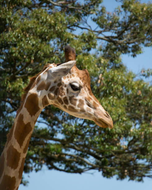 istock Close-up of a Giraffe face 1385117704