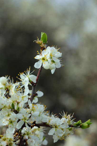 Detail of Blackthorn bush in full bloom. Prunus Spinosa. Shallow focus for effect. Bokeh background. Defocused natural background.