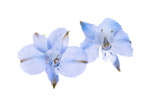 istock flower of blue wild delphinium isolated 1385118882