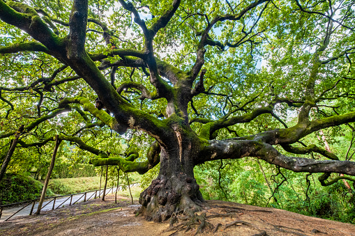 The Quercia delle Streghe (Oak of the Witches) is a monumental tree of about 600 years in the province of Lucca, with a trunk circumference of about 4 meters