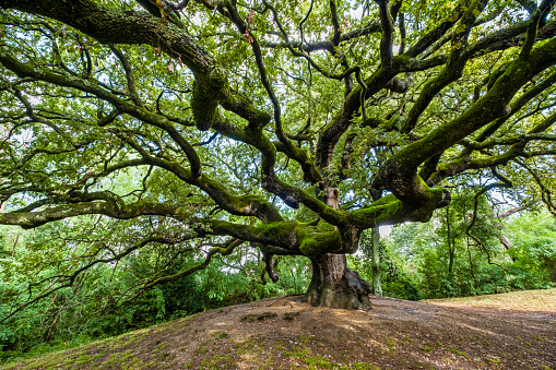 The Quercia delle Streghe (Oak of the Witches) is a monumental tree of about 600 years in the province of Lucca, with a trunk circumference of about 4 meters