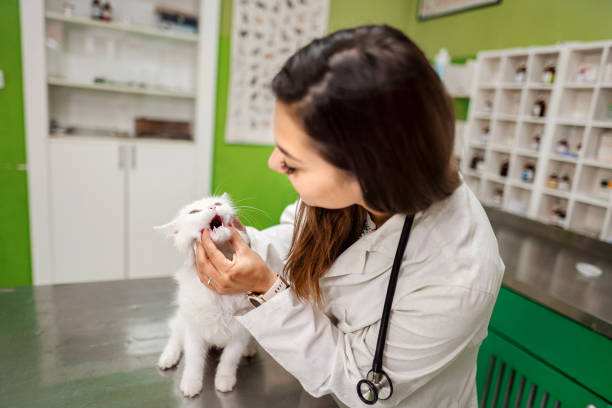 istock Experienced veterinarian examining cat at veterinary office 1385121148