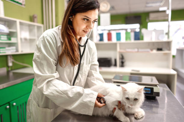 istock Experienced veterinarian examining cat at veterinary office 1385121168