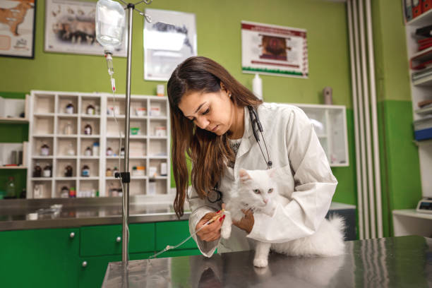 istock Experienced veterinarian Infusing cat at veterinary office 1385121203