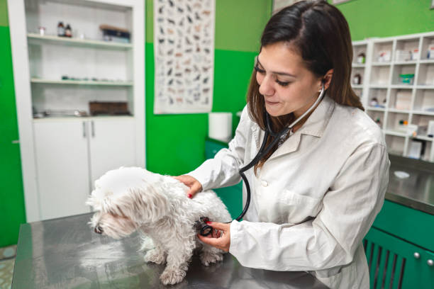 istock Experienced veterinarian examining dog at veterinary office 1385121262
